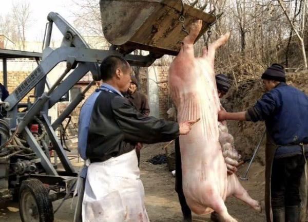 杀猪需办什么手续