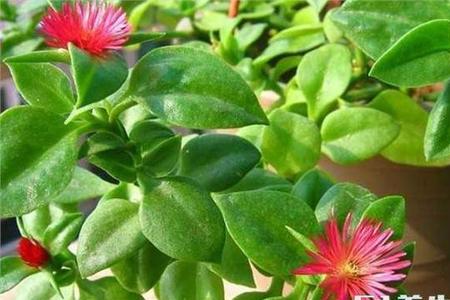 为什么家里的穿心莲不开花