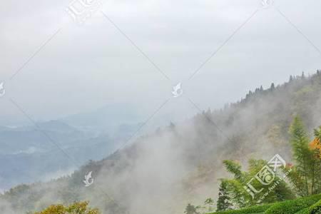 高山云雾茶为什么便宜
