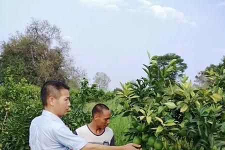 脐橙抗旱满浇好还是窝浇好
