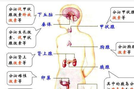 八大系统中，最先发育成熟的是