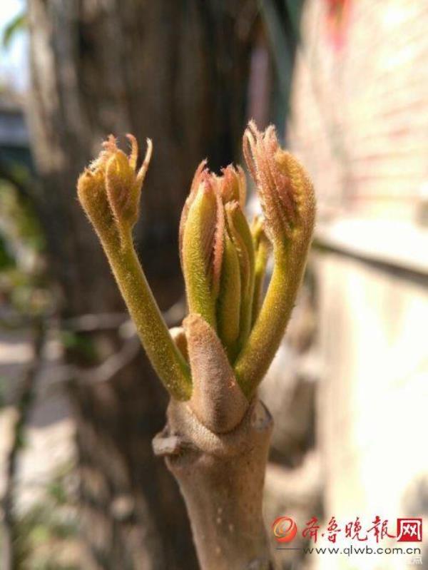 石家庄香椿什么时候发芽