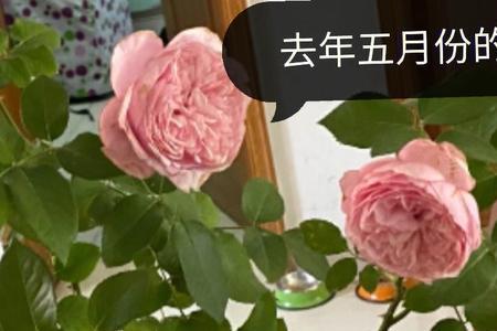 爱月季的刘茉莉是哪里人
