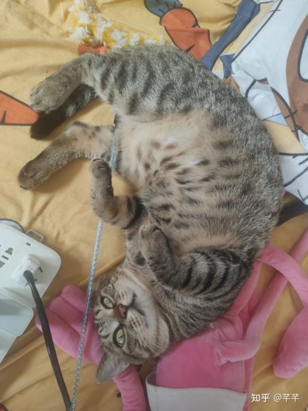 刚出生的狸花猫咪怎么看毛色