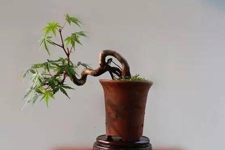 大阪松换盆后叶子干枯怎么办