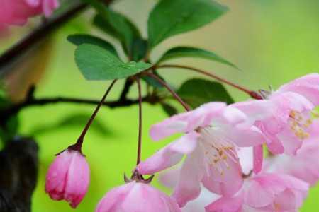 海棠花是几月份开花的
