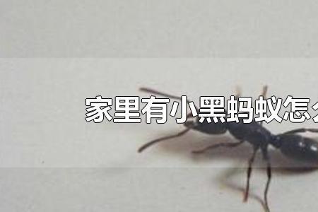 用火烧蚂蚁有什么后果