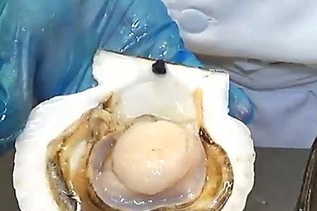 生蚝宰杀与不宰杀区别