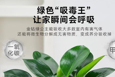金钻绿公主怎么会死