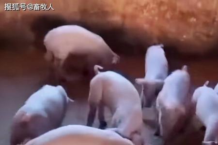 找猪最快的方法