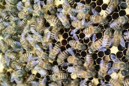 蜜蜂新蜂试飞后，几天踩蜜