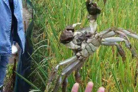 稻田蟹吃不完怎么处理