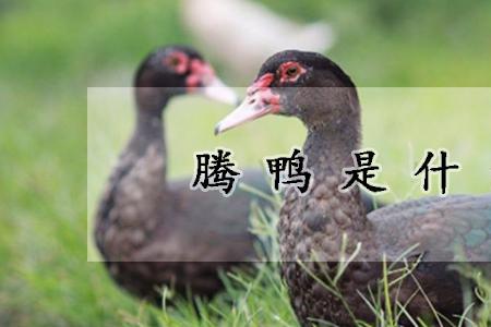 鸭子不会叫什么情况