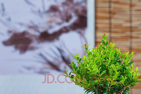金丝楠木盆栽可以放客厅吗