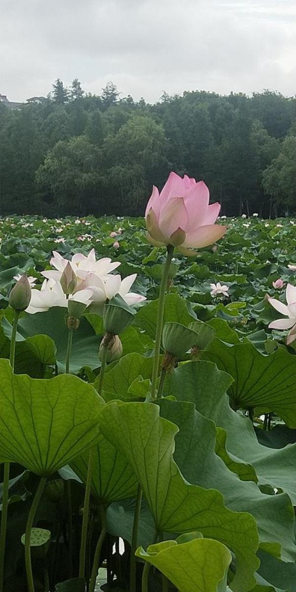 水静莲香是成语吗