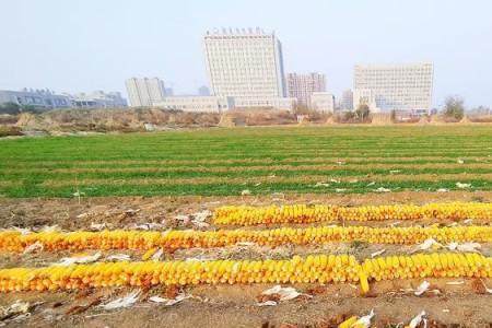 玉米粮囤计算产量方法