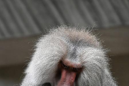 动物园之星狒狒怎么玩