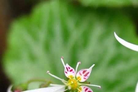 地开花别名