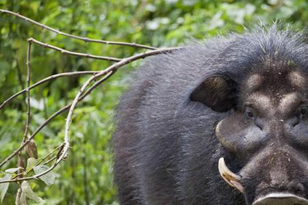 怎么判断野猪的大小