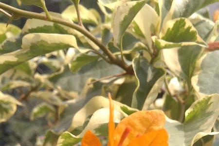 花叶双色三角梅是勤花吗