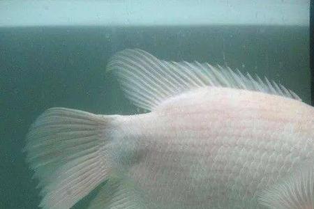 招财鱼水温多少度合适