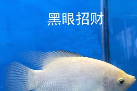 白招财鱼喜欢酸性还是碱性