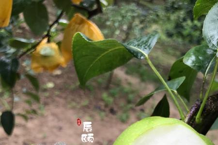 翠玉518梨授粉过程