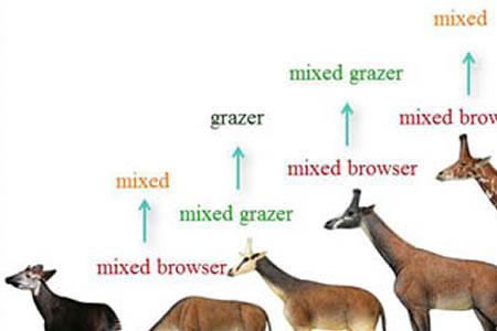 古长颈鹿和现代长颈鹿的不同