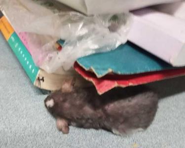 为什么花枝鼠突然间不认识我了
