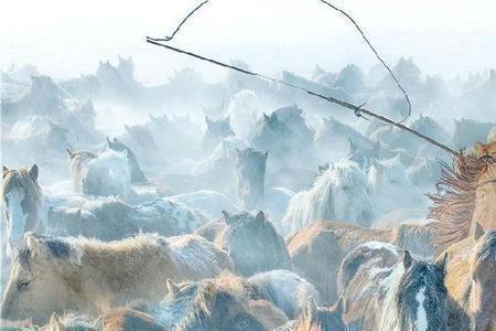 只狼怎么跑得快