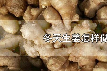 新姜为何会烂