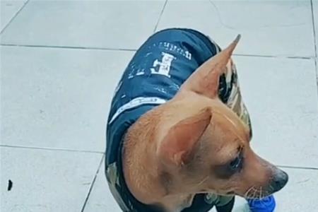 跳蹿的意思