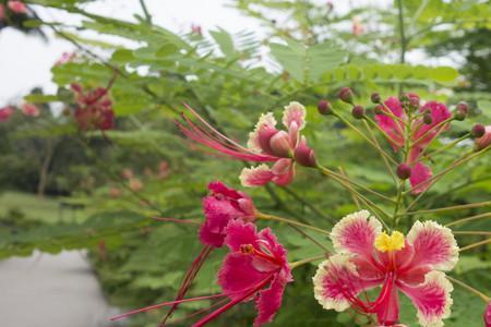 孔雀花 花期 气温