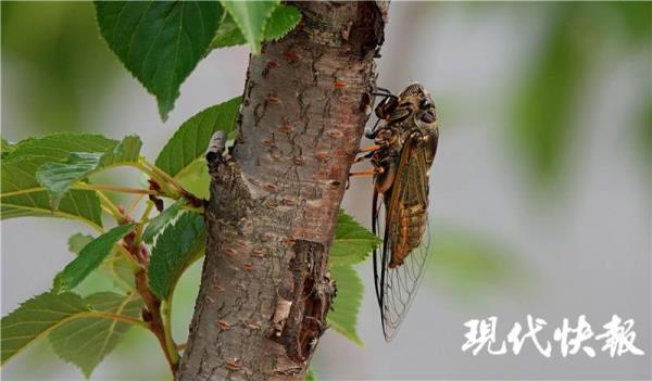 蒙古寒蝉为什么傍晚叫