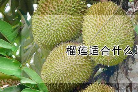五种很快种植的水果