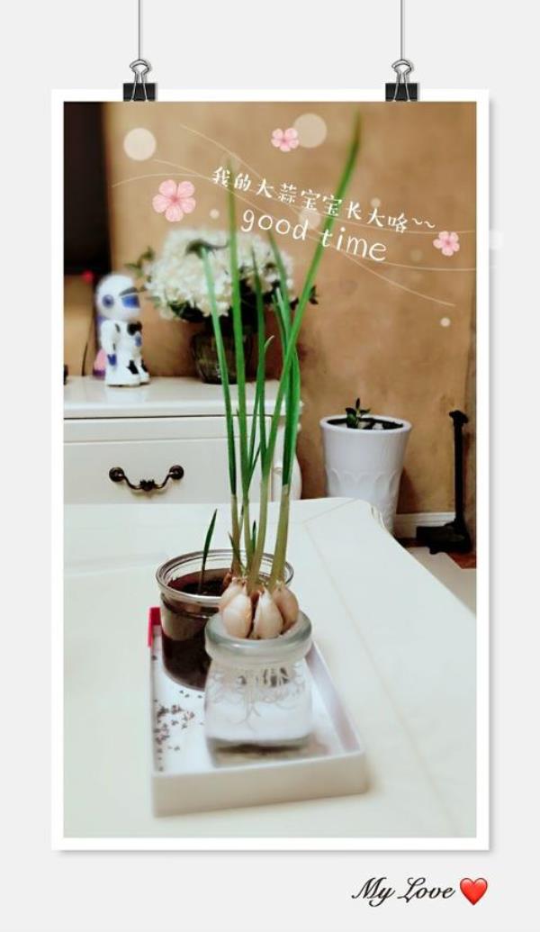 大蒜绿植介绍