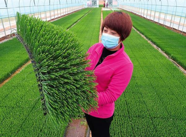 铁杆葱在大棚什么时间育苗