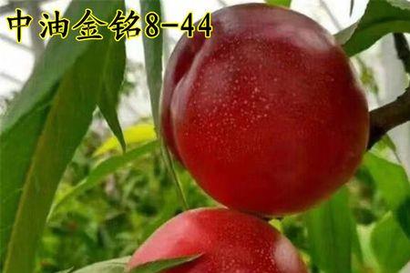 中油六号油桃品种介绍