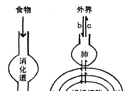 人有哪八大系统，四大组织