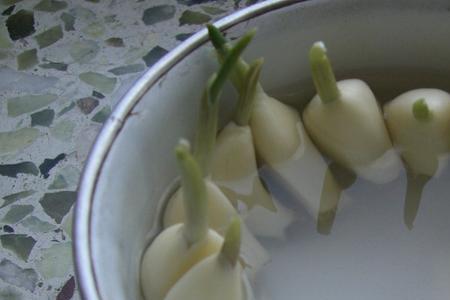 大蒜没发芽怎么栽