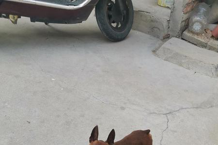 鹿犬几岁停经