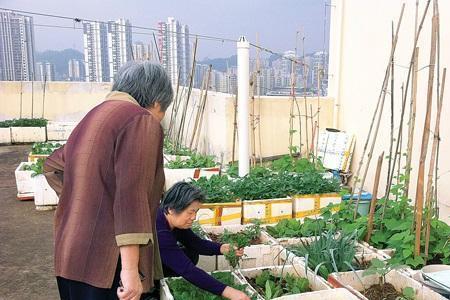 二楼露台种菜好吗