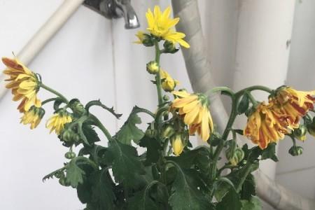 菊花叶子耷拉了怎么办