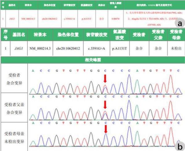 c109g杂合突变是什么意思