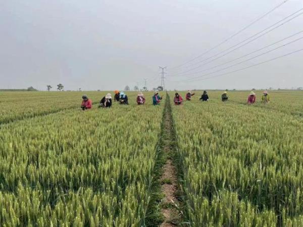 河滩地适合种哪种小麦