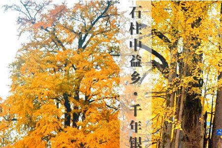 中山银杏树最佳观赏地