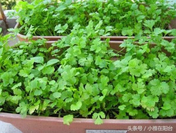 买回来的香菜种植方法