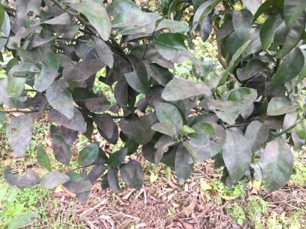 柿子树七月份可以喷毒死蜱吗