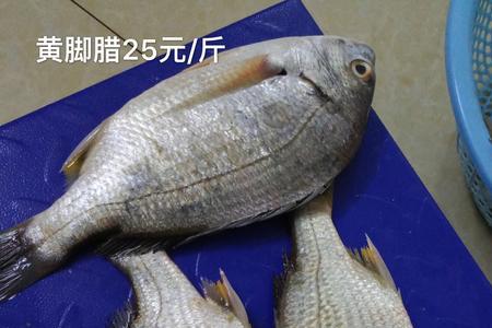 黄腊鱼养殖
