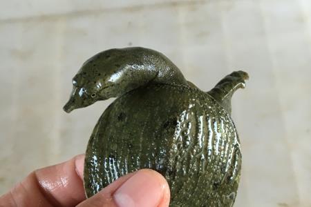 甲鱼怎样换水